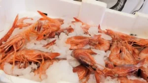 crevettes sur l'étal