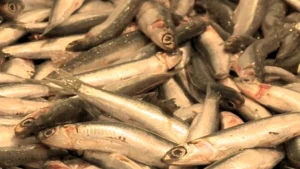 etal d'anchois frais
